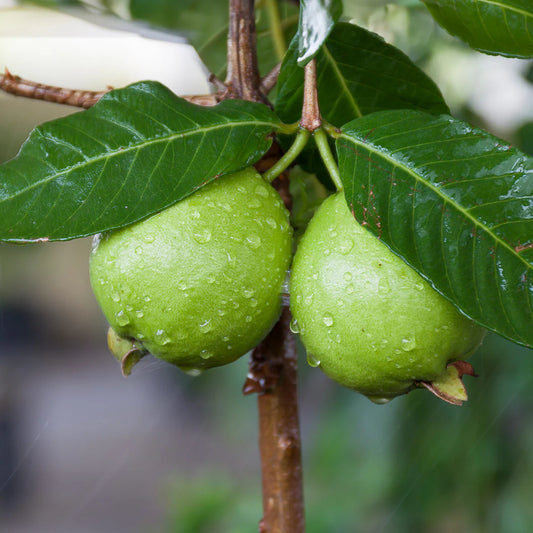 PSDIUM GIANT GUAJAVA BANKGOK