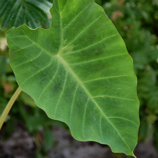 COLOCASIA ESCULENTA "H03"