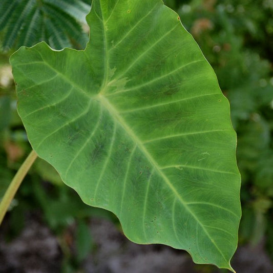 COLOCASIA ESCULENTA "H03"