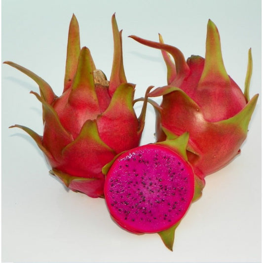 HYLOCEREUS / SELENICEREUS UNDATUS VAR. HALLEY'S COMET