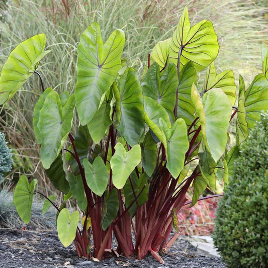 COLOCASIA ESCULENTA "HAWAIIAN PUNCH"