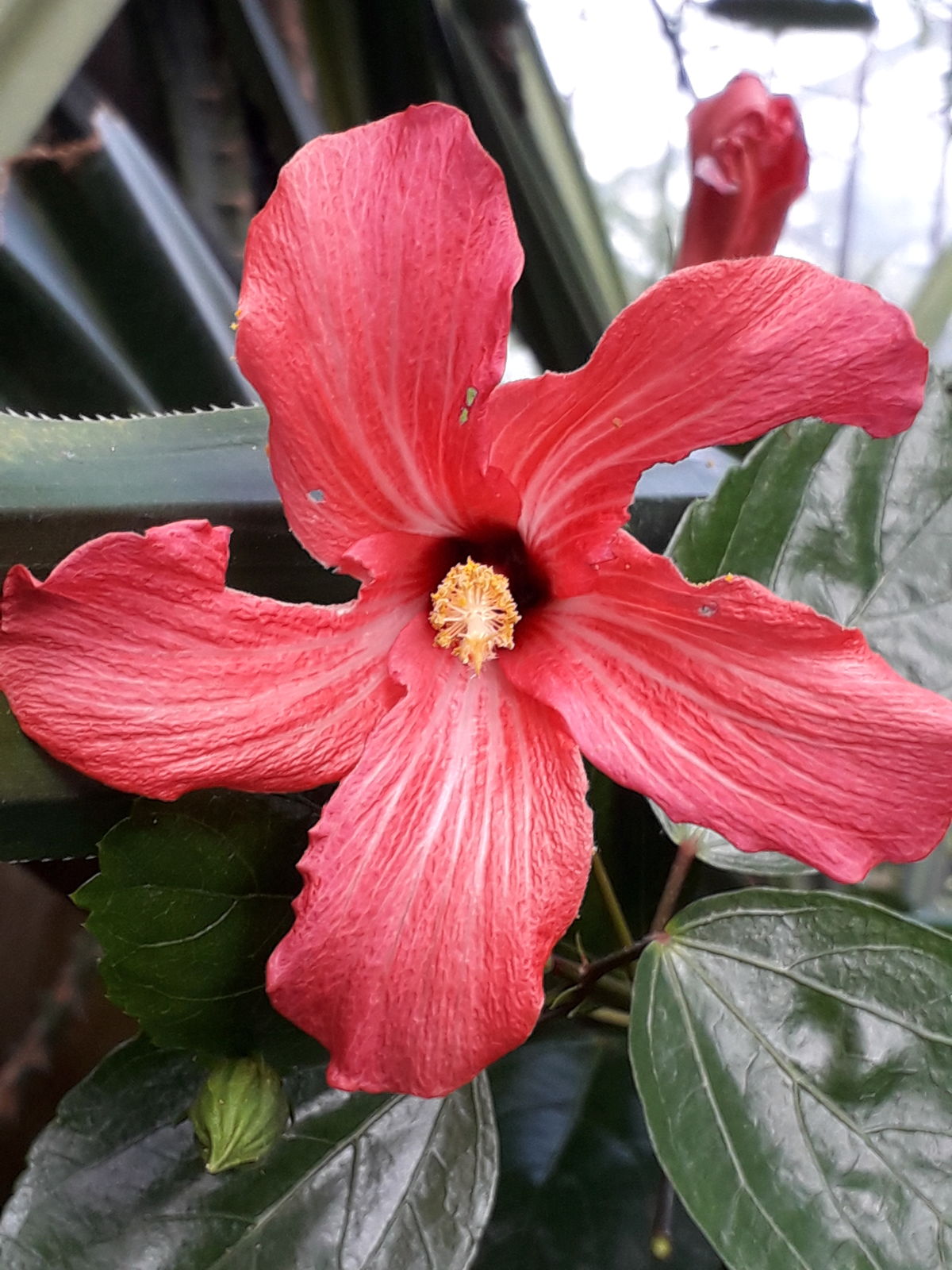 HIBISCUS FRAGILIS (MANDRINETTE)