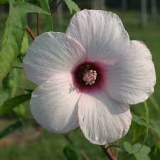 HIBISCUS LAEVIS (MILITARIS)