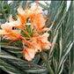HEDYCHIUM DR MOY VARIEGATO