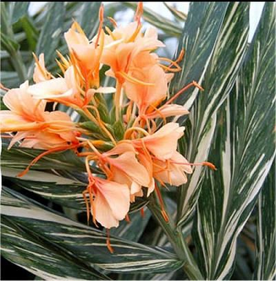 HEDYCHIUM DR MOY VARIEGATO
