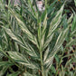 HEDYCHIUM DR MOY VARIEGATO