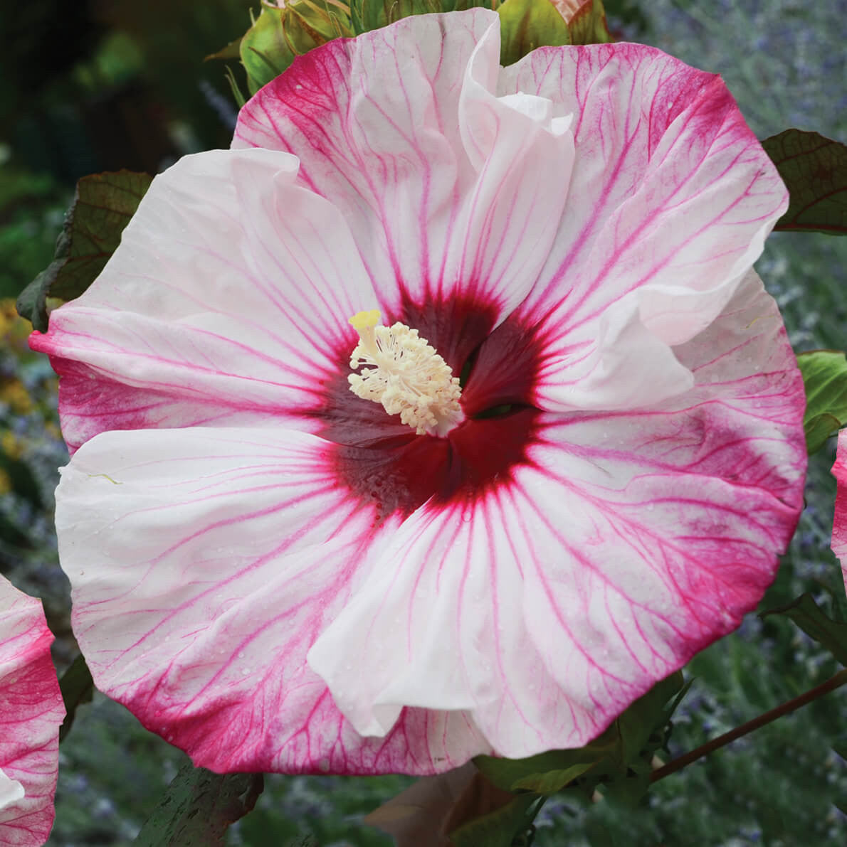 HIBISCUS MOSCHEUTOS "CAROUSEL CHERRY CHEESECAKE" (IBISCO GIGANTE)