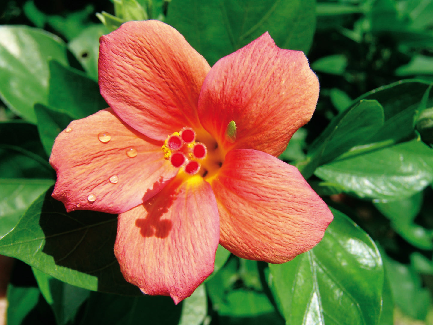 HIBISCUS BORYANUS