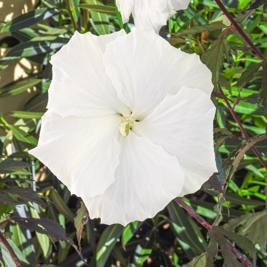 HIBISCUS MOSCHEUTOS "CAROUSEL GHOST" (IBISCO GIGANTE)