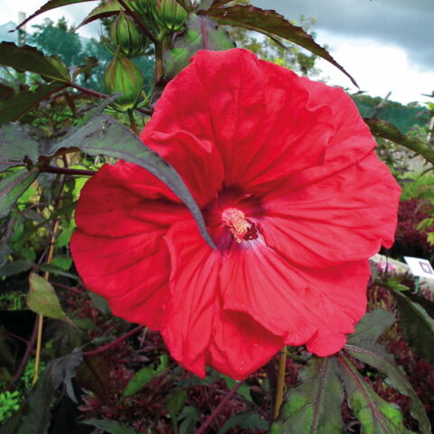 HIBISCUS MOSCHEUTOS "CAROUSEL RED WINE" (IBISCO GIGANTE)