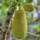 ARTOCARPUS INTEGER (CHEMPEDAK)