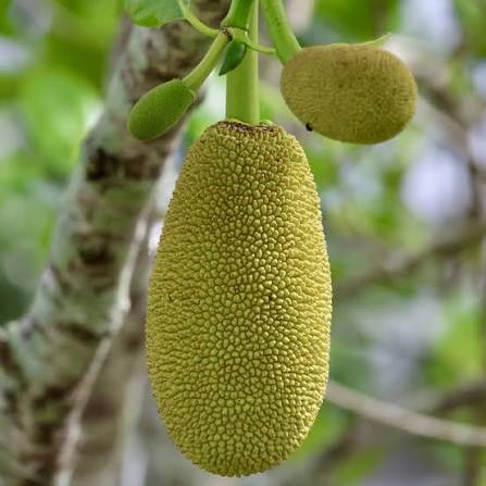 ARTOCARPUS INTEGER (CHEMPEDAK)