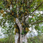 ARTOCARPUS INTEGER (CHEMPEDAK)