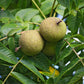 JUGLANS NIGRA (NOCE NERO)