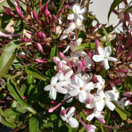 JASMINUM POLYANTHUM (GELSOMINO MARZOLINO - GELSOMINO ROSA)