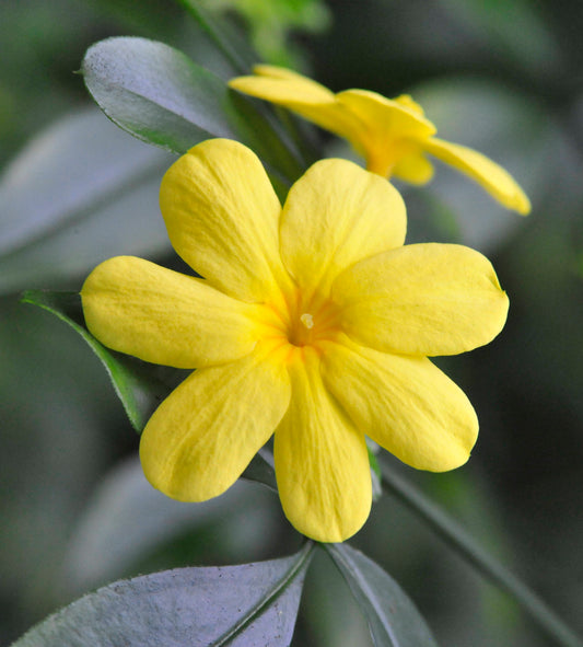 JASMINUM MESNYI (GELSOMINO PRIMULINO)