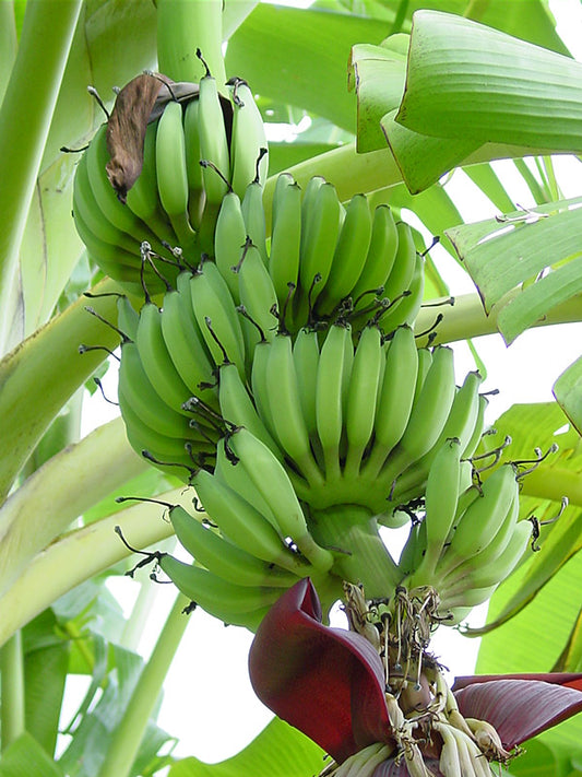MUSA KANDARIAN (BANANO EDULE)