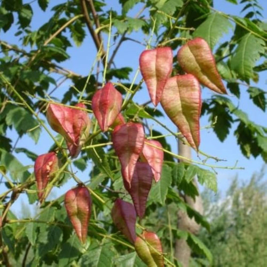 CEIBA SPECIOSA (CHORISIA - BOTTLE TREE)