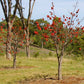 BRACHYCHITON BIDWILLII (KURRAJONG NANO)