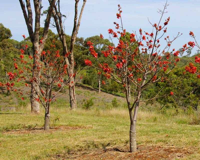 BRACHYCHITON BIDWILLII (KURRAJONG NANO)