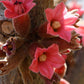 BRACHYCHITON BIDWILLII (KURRAJONG NANO)