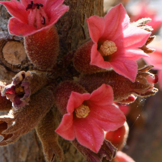 BRACHYCHITON BIDWILLII (KURRAJONG NANO)