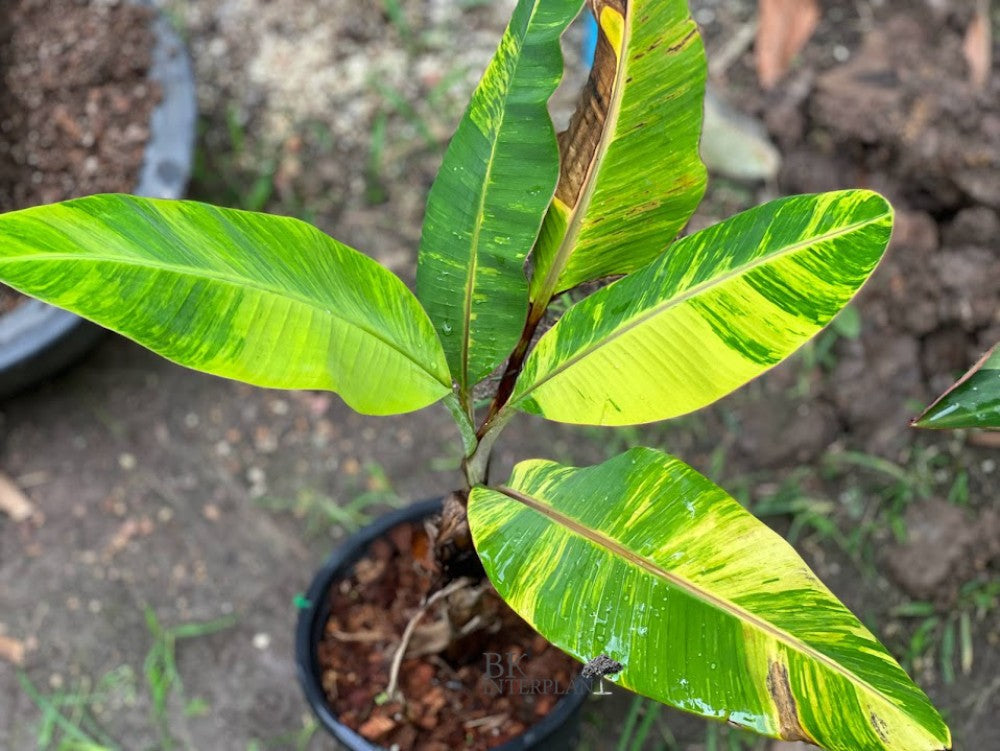 MUSA MUSA LEB MU NANG (BANANO EDULE)