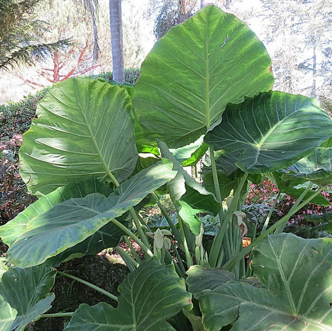 LEUCOCASIA GIGANTEA (TARO GIGANTE)