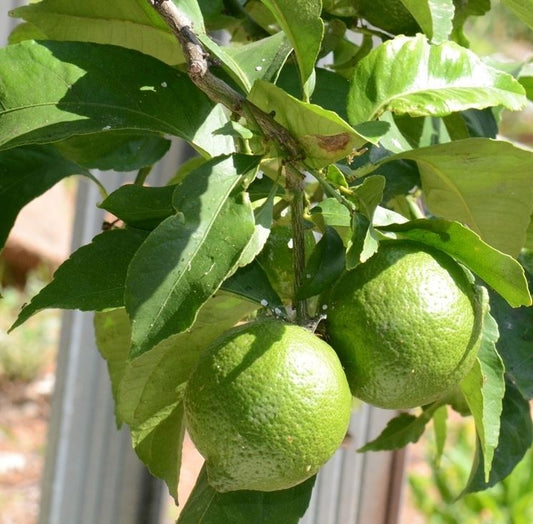 CITRUS SINENSIS "TAROCCHINO" - SWEET ORANGE