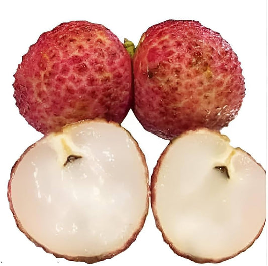 LITCHI CHINENSIS (LICHI) VAR. SEEDLESS (SENZA SEMI)