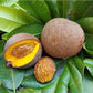 MAMMEA AMERICANA (MAMEY SANTO DOMINGO)