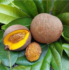MAMMEA AMERICANA (MAMEY SANTO DOMINGO)