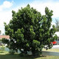 MAMMEA AMERICANA (MAMEY SANTO DOMINGO)