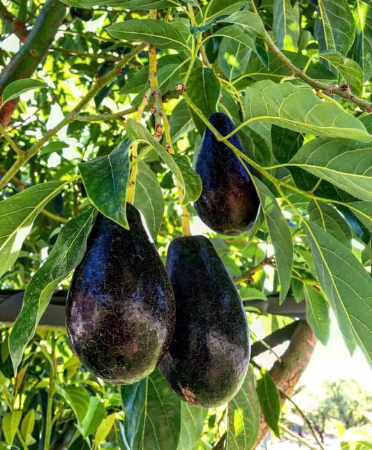 PERSEA AMERICANA VAR. MEXICOLA (AVOCADO) - GRUPPO A