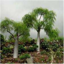 MORINGA HILDEBRANDTII