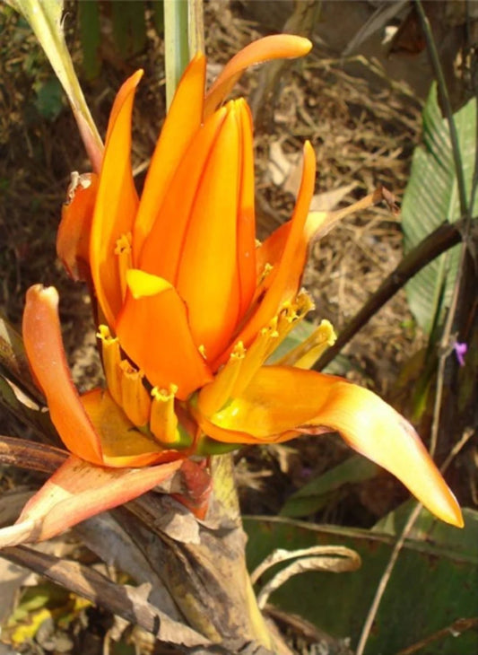 MUSA VELUTINA (ORNAMENTAL BANANA)