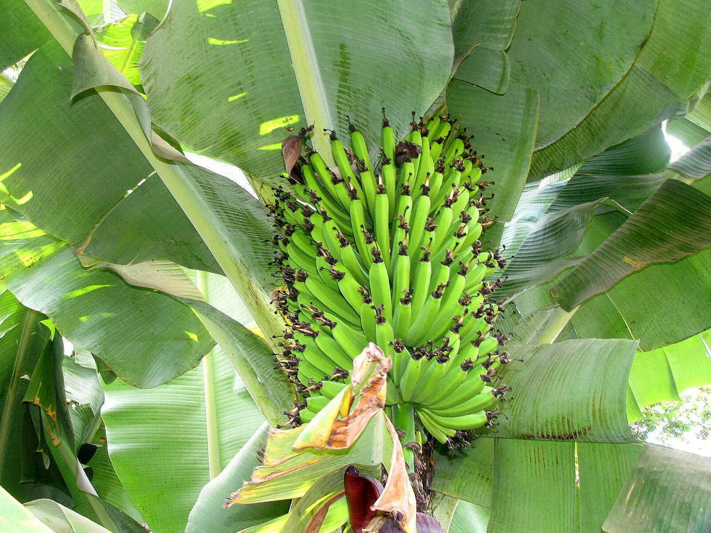 MUSA HELEN'S HYBRID (BANANO EDULE)