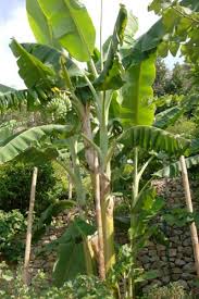 MUSA MALBHOG (BANANO EDULE)