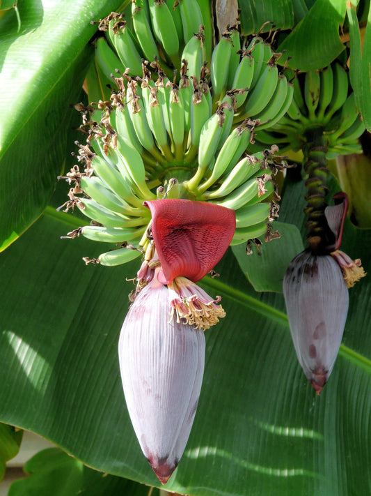 MUSA VELUTINA (ORNAMENTAL BANANA)