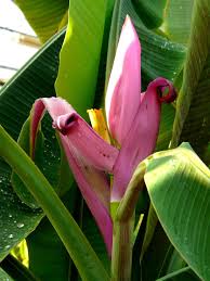 MUSA VELUTINA (ORNAMENTAL BANANA)