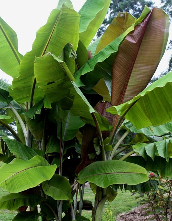 MUSA HELEN'S HYBRID (BANANO EDULE)