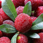 MYRICA RUBRA "CRYSTAL" (YANGMEI)