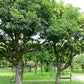 MYRICA RUBRA "CRYSTAL" (YANGMEI)