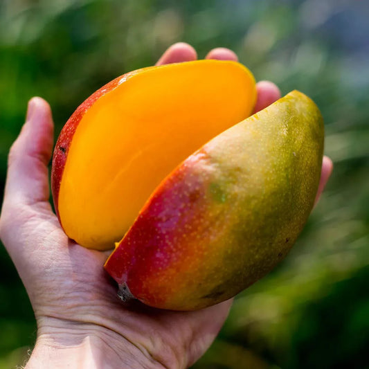 MANGIFERA INDICA (MANGO) VAR. MANZANILLO