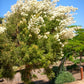 MELALEUCA ALTERNIFOLIA (TEA TREE)