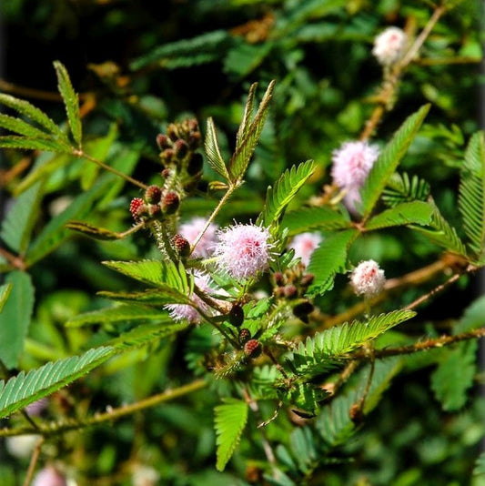 MIMOSA POLYCARPA VAR. SPEGAZZINI (MIMOSA SENSITIVA)