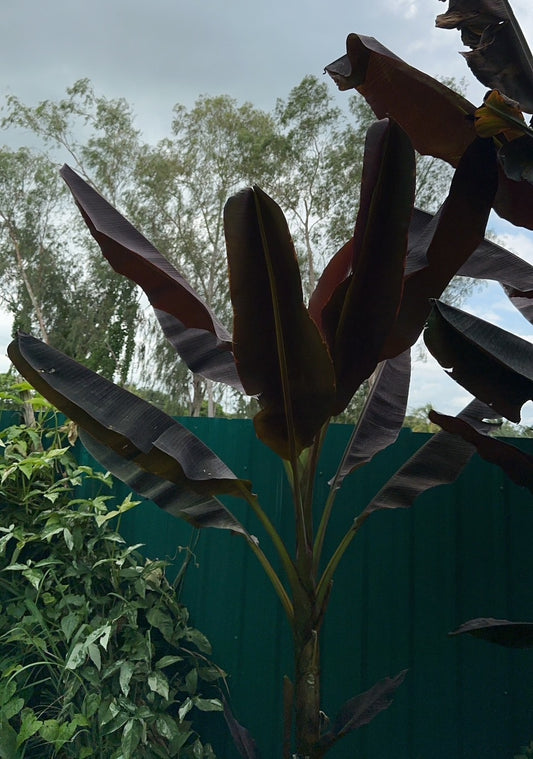 MUSA HAJARAY (EDUAL BANANA)