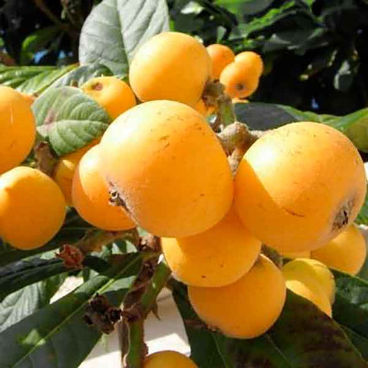 ERIOBOTRYA JAPONICA VAR. GOLDEN (NESPOLO DEL GIAPPONE TONDO)