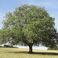 JUGLANS NIGRA (NOCE NERO)