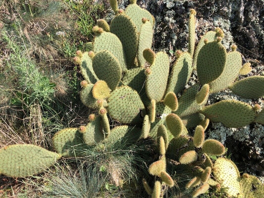 OPUNTIA SCHEERI